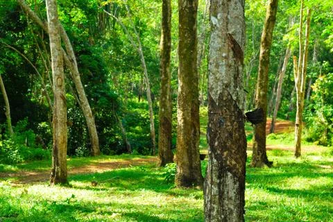 Old rubber tree , rubber and caoutchouc , rubber tapping Stock Photos