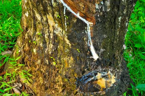 Old rubber tree , rubber and caoutchouc , rubber tapping Stock Photos