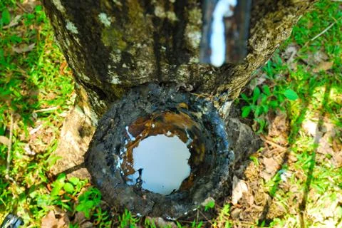 Old rubber tree , rubber and caoutchouc , rubber tapping Stock Photos