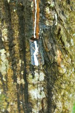Old rubber tree , rubber and caoutchouc , rubber tapping Stock Photos