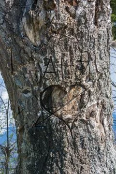The old rugged tree trunk with a knife. Stock Photos