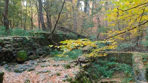An old ruin in the forest Stock Footage 99007599