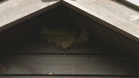 Old ruined bird nest under apex roof of a house roof stock footage Stock Footage 337938002
