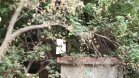 An Old Ruined Building Covered By Trees (Slow Motion) Stock Footage 233452287