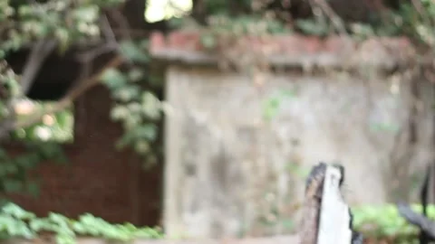 An Old Ruined Building Covered With Trees (50 fps) Stock Footage 233452288