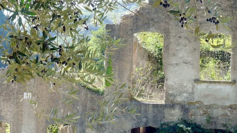 Old ruins with olive trees Stockbeeldmateriaal 97981053