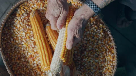 Old rural man removing corn kernels by hand，Yunnan China Stock Footage 135277339