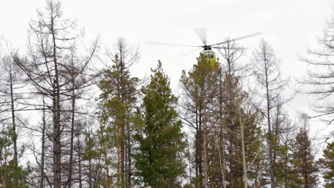 An old Russian (Soviet) MI-8 helicopter flies low over the Siberian taiga Stock Footage 168767956