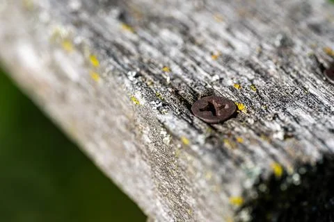Old rusted Crosshead screw driven into a cracked gray wooden board Foto stock