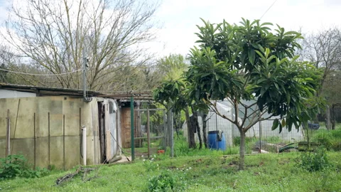 Old rustic barn for farm animals or plants cultivation in countryside village Stock Footage 317775419