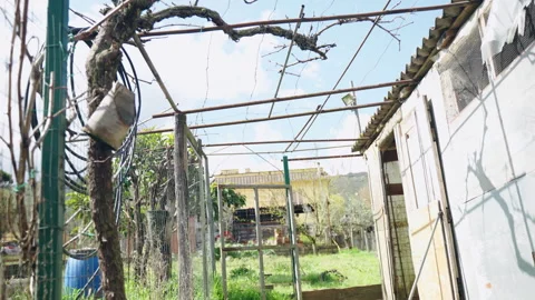 Old rustic barn in the yard with fence, metal roof and different growing plants 库存影片 313145520