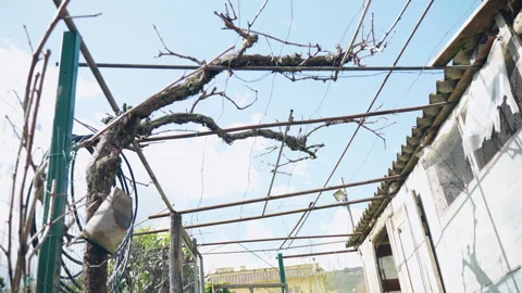 Old rustic barn in the yard with fence, metal roof and growing grape Stock Footage 317772522