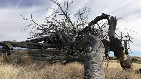Old rustic dead tree with tumbleweeds HD Stock-Footage 69775721