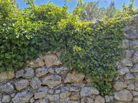 Old rustic dry stone wall with green ivy leaves covering the structure and .. Foto stock