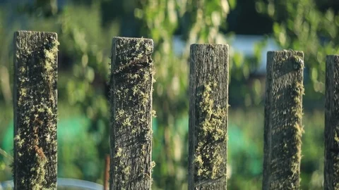 Old rustic fence covered with moss. Picture taken on a slider Stock Footage 105947026