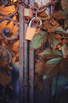 Old rustic gate covered in foliage Stock Photos