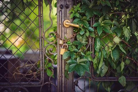 Old rustic gate covered in foliage Stock Photos