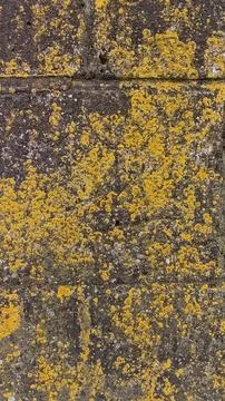 Old rustic stone wall covered in bright yellow lichens and green moss Stock Photos