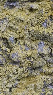Old rustic stone wall covered in bright yellow lichens and green moss Stock Photos