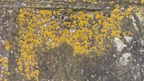 Old rustic stone wall covered in bright yellow lichens and green moss Stock Photos