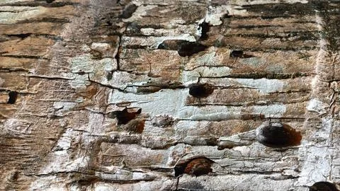 An old rustic textured wall made of weathered stones with patches of green .. 스톡 사진