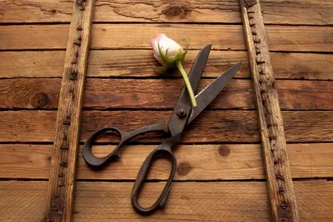 Old rustic vintage scissors on weathered wooden background Foto stock