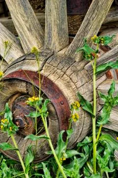 Old rustic wagon wheel abandoned is a field Stock Photos