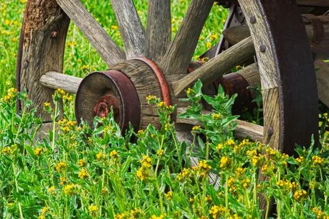 Old rustic Wagon wheel in rural field of yellow flowers Stock Photos