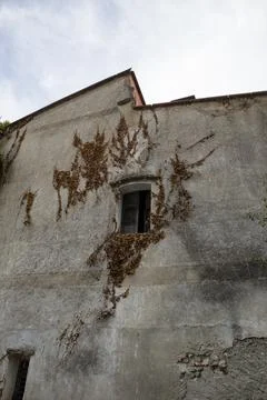Old rustic wall with wooden shutter and ivy in abandoned rural mansion Stock Photos