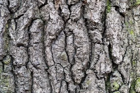 Old rustic wood tree bark Stock Photos
