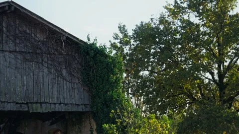 Old rustic wooden barn wall covered with ivy and green trees Stock Footage 332043138