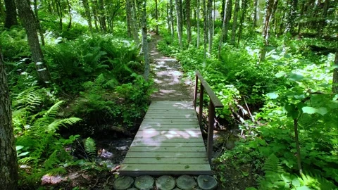 Old rustic wooden bridge over river in the forest. Video stock 289389724
