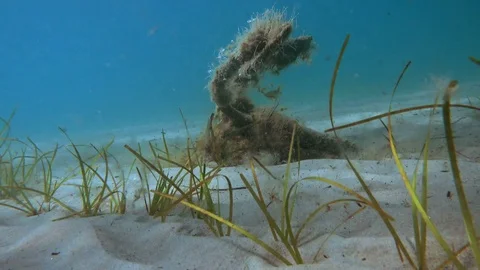 Old rusty abandoned anchor at the bottom of the sea Stock Footage 80787702