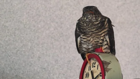 On an old rusty alarm clock with a split dial, a small yellow-mouthed cuckoo Video stock 246966248