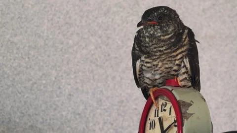On an old rusty alarm clock with a split dial, a small yellow-mouthed cuckoo Video stock 246967859