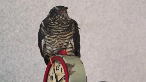 On an old rusty alarm clock with a split dial, a small yellow-mouthed cuckoo Stock Footage 246968574