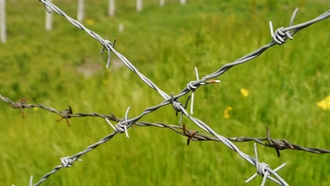 Old rusty barbed wire on a background of green grass Stock Footage 72949001