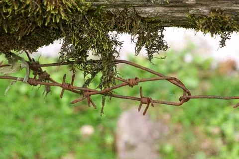 Old rusty barbed wire on the border. Stock Photos