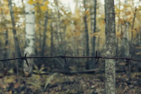 Old rusty barbed wire in the forest close up Stock Photos