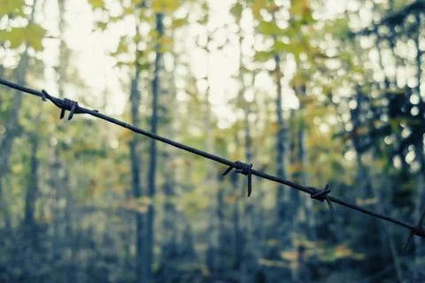Old rusty barbed wire in the forest close up Stock Photos