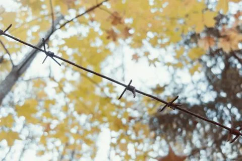 Old rusty barbed wire in the forest close up Stock Photos