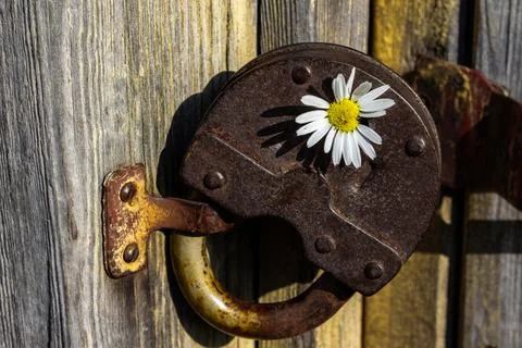 Old rusty barn lock with chamomile flower Stock Photos