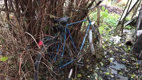An old rusty bicycle in the bush of  jasmine in autumn Stock Footage 167009840