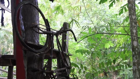 Old rusty bicycle hanging vertically among plants Stock Footage 77533418