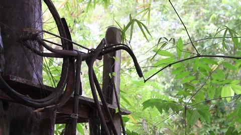 Old rusty bicycle hanging vertically among plants, wheel and rudder close up Stock Footage 77533436
