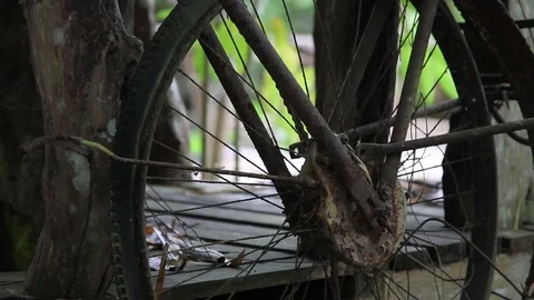 Old rusty bicycle hanging vertically among plants, rear wheel close up Stock Footage 77533469