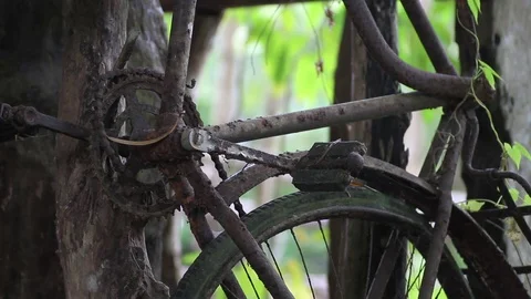 Old rusty bicycle hanging vertically among plants, pedals and chain close up Stock Footage 77533501