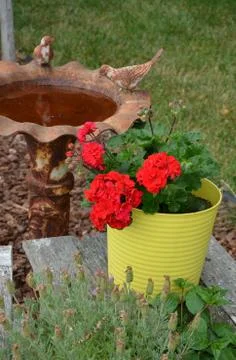 Old rusty birdbath Stock Photos