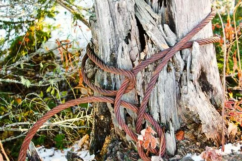 An old rusty cable wrapped around a dead tree trunk Stock Photos