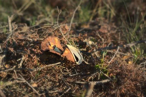 An old rusty can on the ground. Pollution in nature. Soil contamination concept Stock Photos